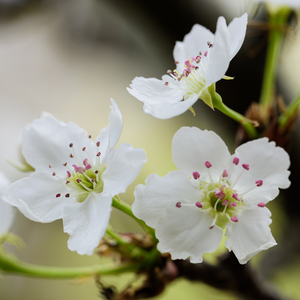 小仙女肏出白浆
